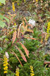 Fringed willowherb